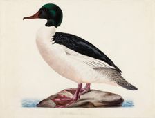 Goosander, Male, 1834. Creator: Magnus von Wright