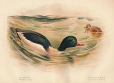 Goosander (Merganser castor), Harlequin Duck (Cosmonetta histrionica) 1900, (1900). Artist: Charles Whymper