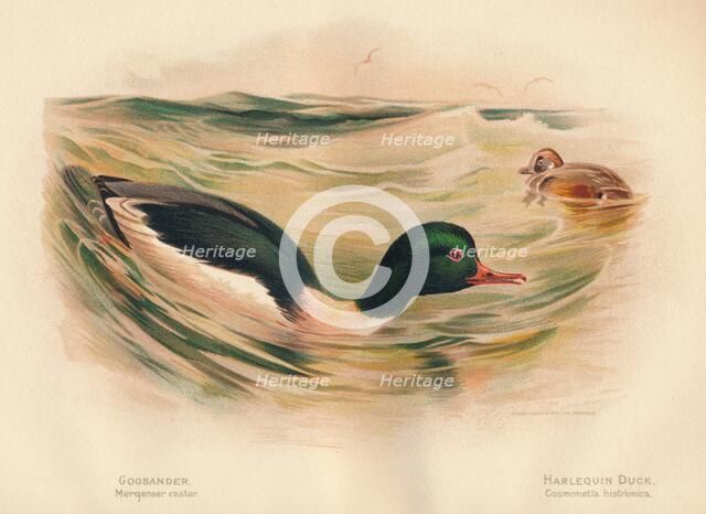 'Goosander (Merganser castor), Harlequin Duck (Cosmonetta histrionica)', 1900, (1900). Artist: Charles Whymper.