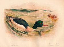 Goosander (Merganser castor), Harlequin Duck (Cosmonetta histrionica) 1900, (1900). Artist: Charles Whymper