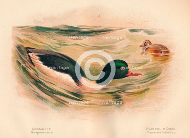 'Goosander (Merganser castor), Harlequin Duck (Cosmonetta histrionica)', 1900, (1900). Artist: Charles Whymper.