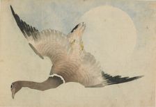 Goose flying in front of the moon, late 18th-early 19th century. Creator: Hokusai