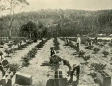 Gooseberry Farm, Glenbrook 1901. Creator: Unknown