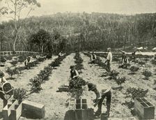 Gooseberry Farm, Glenbrook 1901. Creator: Unknown