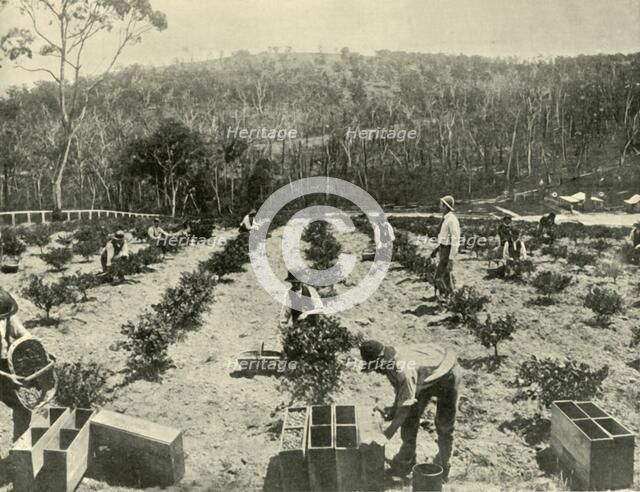 'Gooseberry Farm, Glenbrook', 1901. Creator: Unknown.