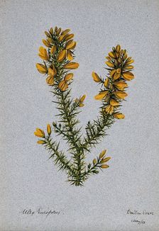 Gorse or whin (Ulex europaeus): flowering stem, 1902. Creator: Unknown