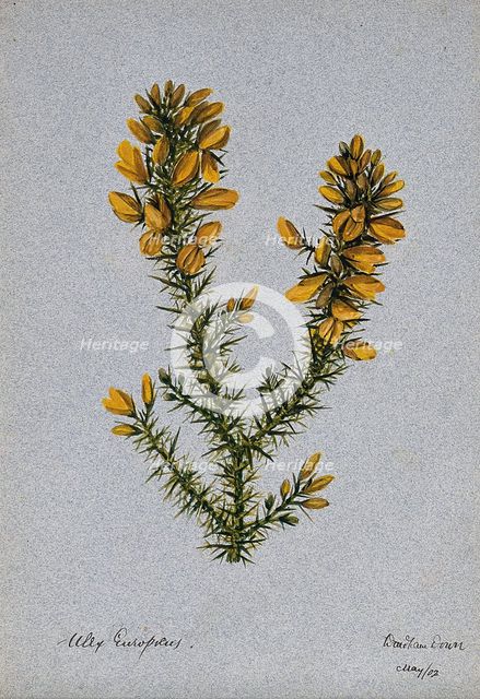 Gorse or whin (Ulex europaeus): flowering stem, 1902. Creator: Unknown.