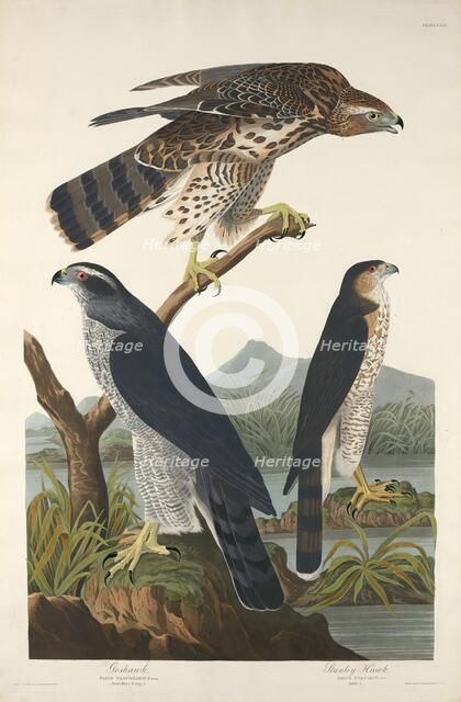 Goshawk and Stanley Hawk, 1832. Creator: Robert Havell.