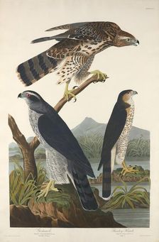 Goshawk and Stanley Hawk, 1832. Creator: Robert Havell