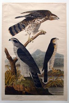 Goshawk, Stanley Hawk (No. 29), 1830. Creator: John James Audubon