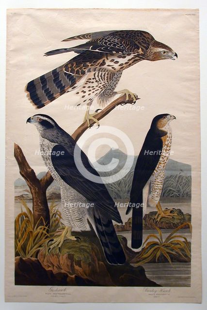 Goshawk, Stanley Hawk (No. 29), 1830. Creator: John James Audubon.