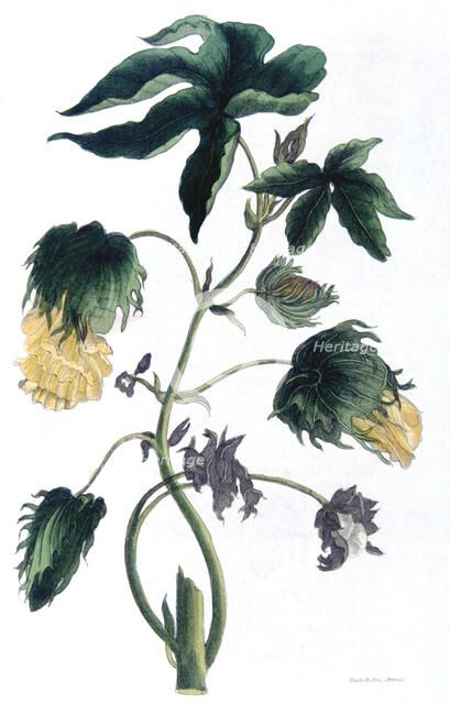 Gossypium - cotton plant, 1823. Artist: Neale and Son