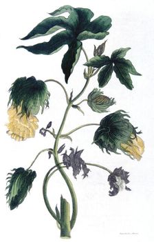 Gossypium - cotton plant, 1823. Artist: Neale and Son
