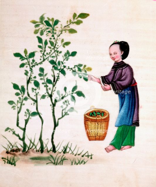 Gathering mulberry leaves to feed silkworms, 19th century. Creator: Unknown.
