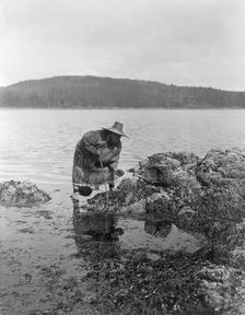 Gathering abalones-Nakoaktok, c1910. Creator: Edward Sheriff Curtis