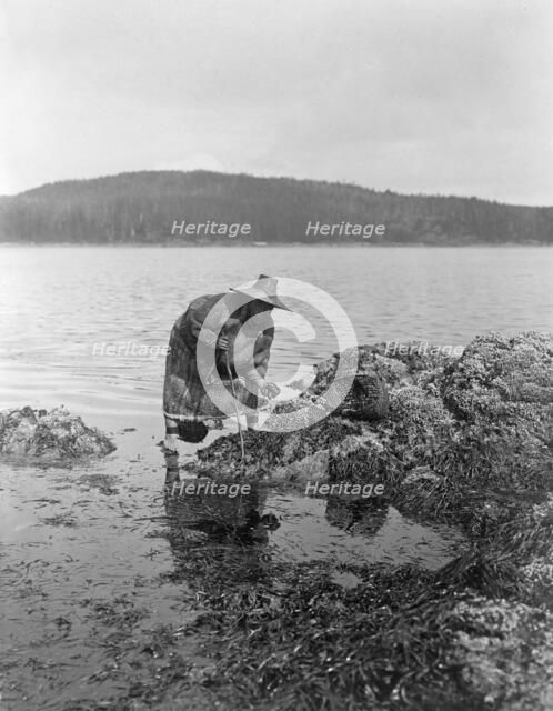 Gathering abalones-Nakoaktok, c1910. Creator: Edward Sheriff Curtis.