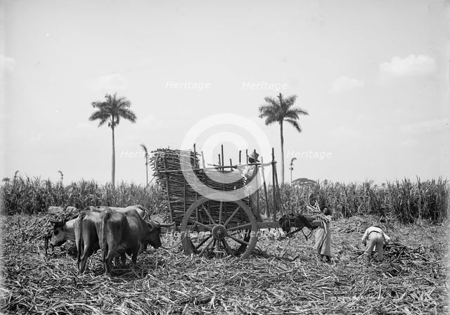 Gathering cane on a Cuban sugar plantation, between 1900 and 1906. Creator: Unknown.