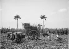 Gathering cane on a Cuban sugar plantation, between 1900 and 1906. Creator: Unknown