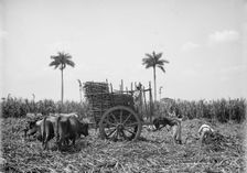 Gathering cane on a Cuban sugar plantation, between 1900 and 1906. Creator: Unknown