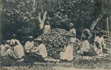 Gathering Cocoa, Trinidad, B.W.I. early 20th century. Creator: Unknown