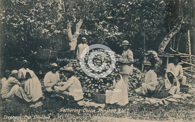 'Gathering Cocoa, Trinidad, B.W.I.', early 20th century. Creator: Unknown.