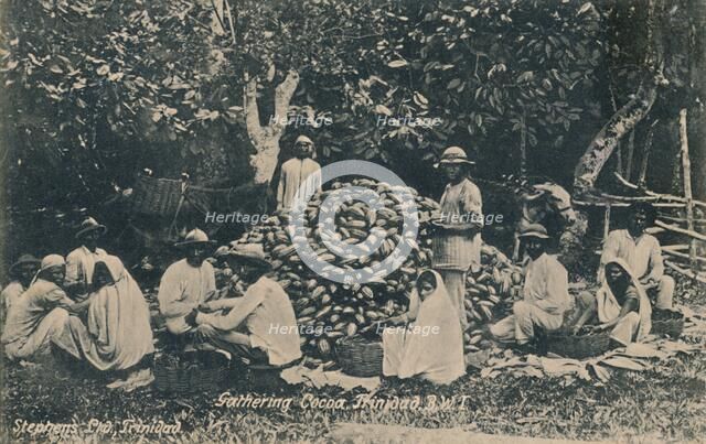'Gathering Cocoa, Trinidad, B.W.I.', early 20th century. Creator: Unknown.