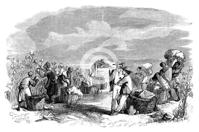 Gathering cotton in a cotton plantation, c1895. Artist: Unknown