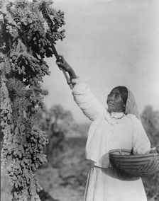 Gathering hanamh - Papago woman picking cactus fruit with wooden stick, Arizona, c1907. Creator: Edward Sheriff Curtis
