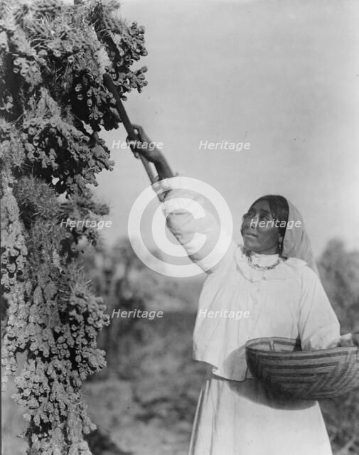 Gathering hanamh - Papago woman picking cactus fruit with wooden stick, Arizona, c1907. Creator: Edward Sheriff Curtis.