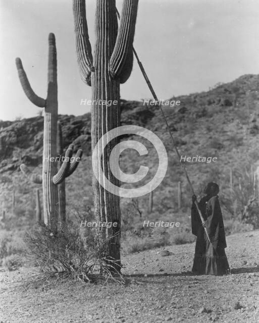 Gathering hasen-Qahatika, c1907. Creator: Edward Sheriff Curtis.