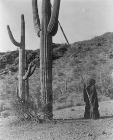 Gathering hasen-Qahatika, c1907. Creator: Edward Sheriff Curtis