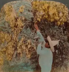Gathering luscious fruit from a heavily laden mango tree, Cuernavaca, Mexico 1907. Artists: Elmer Underwood, Bert Elias Underwood