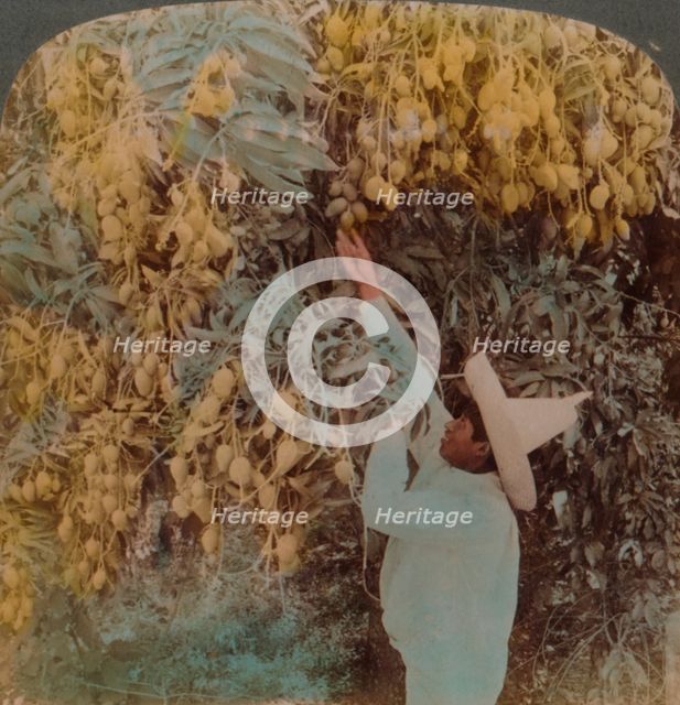 'Gathering luscious fruit from a heavily laden mango tree, Cuernavaca, Mexico', 1907. Artists: Elmer Underwood, Bert Elias Underwood.
