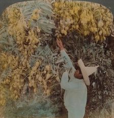 Gathering luscious fruit from a heavily laden mango tree, Cuernavaca, Mexico 1907. Artists: Elmer Underwood, Bert Elias Underwood