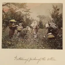 Gathering (Picking) the Cotton, about 1873-1883. Creator: Shinichi Suzuki I