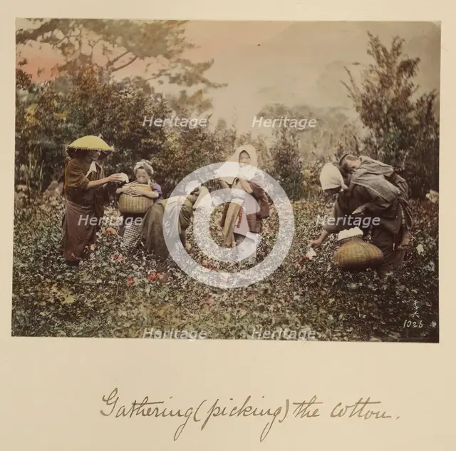 Gathering (Picking) the Cotton, about 1873-1883. Creator: Shinichi Suzuki I.