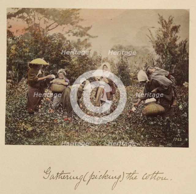 Gathering (Picking) the Cotton, about 1873-1883. Creator: Shinichi Suzuki I.