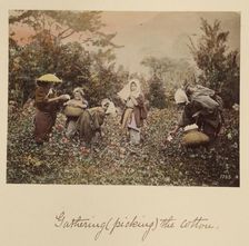 Gathering (Picking) the Cotton, about 1873-1883. Creator: Shinichi Suzuki I