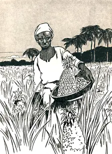 Gathering Pineapples 1912. Artist: Charles Robinson