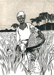 Gathering Pineapples 1912. Artist: Charles Robinson