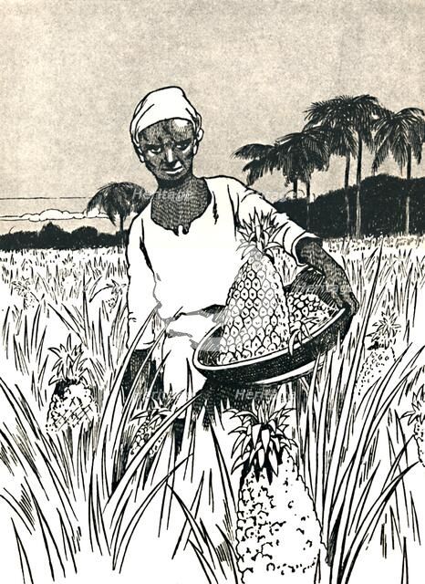 'Gathering Pineapples', 1912. Artist: Charles Robinson.