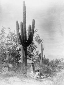 Gathering saguaro fruit, 1907, c1907. Creator: Edward Sheriff Curtis
