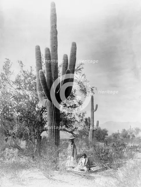 Gathering saguaro fruit, 1907, c1907. Creator: Edward Sheriff Curtis.