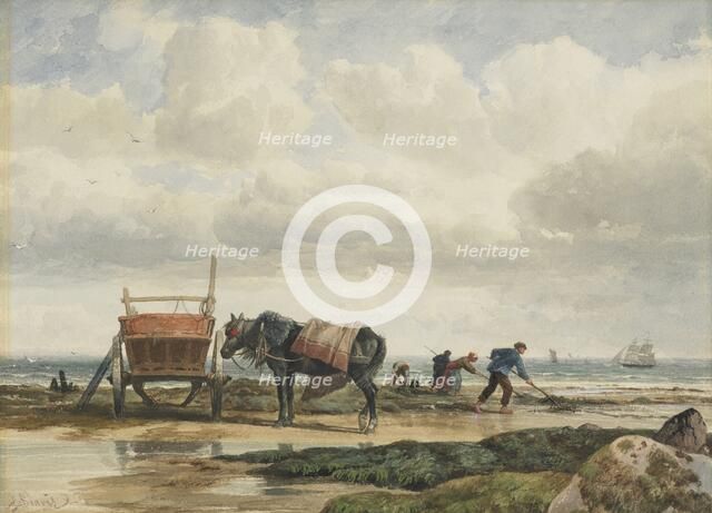 Gathering seaweed, 1860s-1880s. Creator: Richard Beavis.