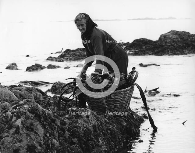 Gathering seaweed, Portugal, c1960s.