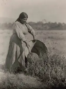 Gathering Seeds-Coast Pomo, c1924. Creator: Edward Sheriff Curtis