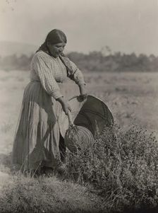 Gathering Seeds-Coast Pomo, c1924. Creator: Edward Sheriff Curtis