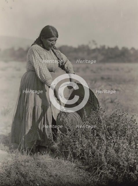 Gathering Seeds-Coast Pomo, c1924. Creator: Edward Sheriff Curtis.