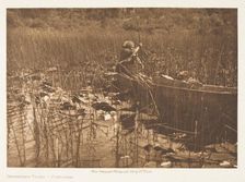 Gathering Tules-Cowichan, 1912. Creator: Edward Sheriff Curtis