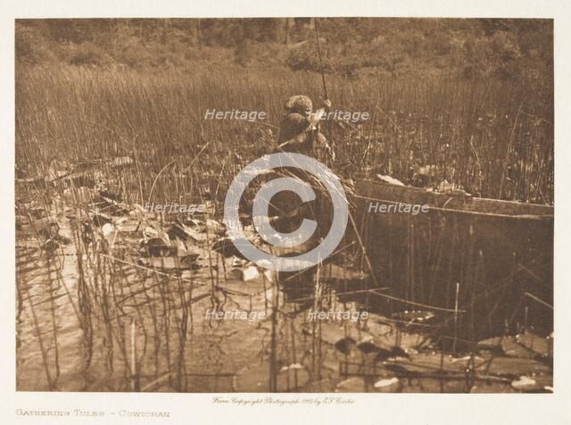 Gathering Tules-Cowichan, 1912. Creator: Edward Sheriff Curtis.